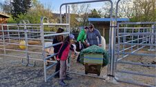 Bildmotiv: Eltern-Kind-Wochenende auf der CurlyRanch 2
